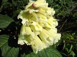 Fotos Rhododendron wightii