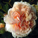 Rosa - Buff Beauty