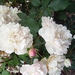 Rosa - Champneys Pink Cluster