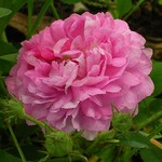 Rosa - Russeliana
