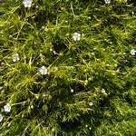 Sagina subulata - Gelbblättriges Sternmoos Aurea