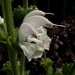 Fotos Salvia argentea
