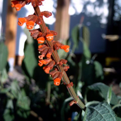 Fotos Salvia confertiflora - 