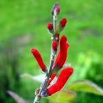 Fotos Salvia elegans