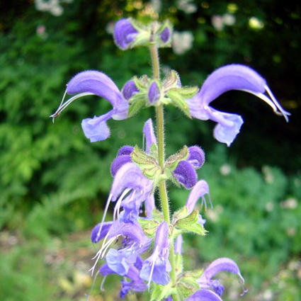 Fotos Salvia haematodes - 