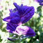 Fotos Salvia viridis