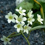 Saxifraga paniculata - Garten-Rispen-Steinbrech, Garten-Trauben-Steinbrech Baldensis