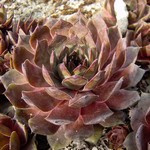 Sempervivum Hybride - Garten-Hauswurz, Garten-Steinrose Othello