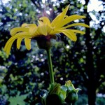 Silphium perfoliatum - Becherpflanze