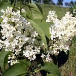 Syringa vulgaris - Gemeiner Flieder Primrose