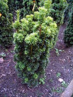 Taxus baccata - Gelbe Säulen-Eibe Fastigiata Aureomarginata
