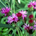 Vernonia crinita - Arkansas-Scheinaster, Ufer-Scheinaster