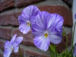 Viola cornuta - Columbine
